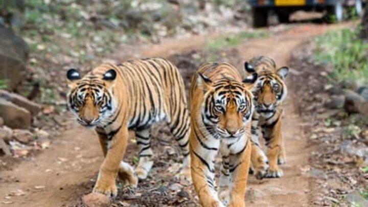 पेंच-टाइगर-रिजर्व-में-पेंच-एडवांस-वार्निंग-सिस्टम-से-होगी-वन्यजीव-संरक्षण-की-निगरानी