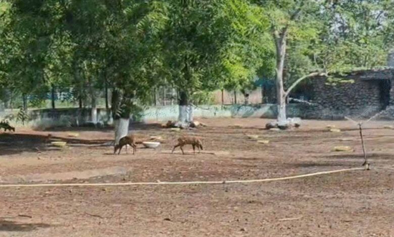 नंदनवन-जू-घूमना-अब-पड़ेगा-महंगा,-टिकट-से-लेकर-ac-बस-किराए-तक-में-50%-बढ़ोतरी