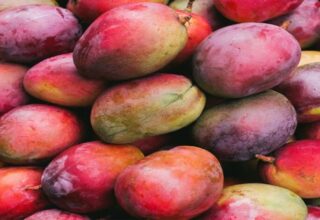 japan-mango-ban:-जापान-ने-भारतीय-आमों-पर-लगाया-बैन,-जानिए-वहां-किस-आम-की-सबसे-ज्यादा-डिमांड