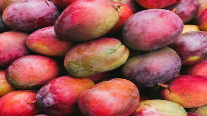 japan-mango-ban:-जापान-ने-भारतीय-आमों-पर-लगाया-बैन,-जानिए-वहां-किस-आम-की-सबसे-ज्यादा-डिमांड